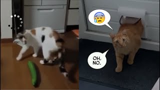 Funniest Cat Videos On The Planet You Just Can't Stop Laughing #21 by Tiny Funny Paws 1,055 views 1 year ago 3 minutes