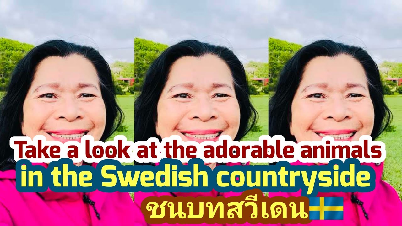 Take a look at the adorable animals in the Swedish countryside| ชนบทสวีเดน🇸🇪คลิปนี้มีฉากเด็ดหาดูยาก🤩