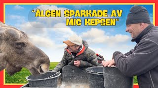 En dag som Älgmannen (Champagne-Henrik)