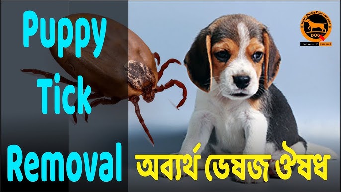 Porno jurnal va olomon kabi yolgon gapiradi Jinsiy yirtqich hayvonlarning 3D video