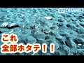 衝撃！海底一面全部ホタテの黄金郷へ潜る！！The seabed is all scallop sea!!