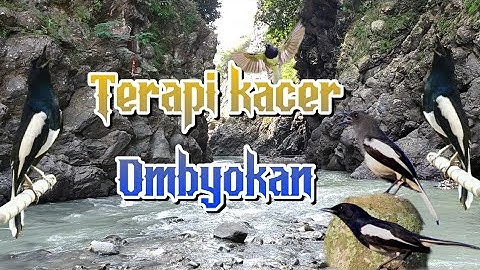 Kicau terapi burung kacer bahan, dengan Suara air