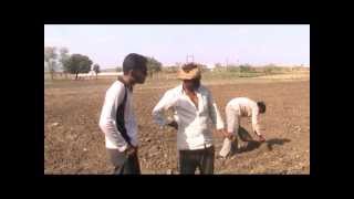 Cultivation of ginger Hindi Access Madhyapradesh