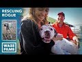 Pit Bull Starved on Chain Rescued by Pit Crew UPDATE! Rescuing Rogue