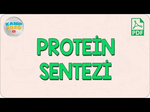 Protein Sentezi | AYT Biyoloji 2020