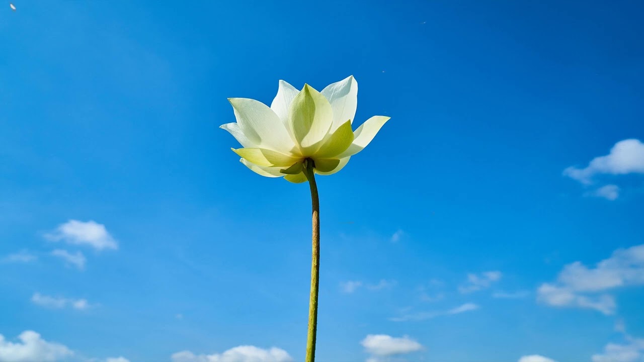 Playlist Living Young And Free Good Songs To Chill To Peace Your Playlist Living Young And Free Good Songs To Chill To Peace Your