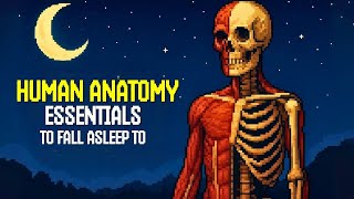 2 Hours of Human Anatomy Explained Slowly to Help You Sleep