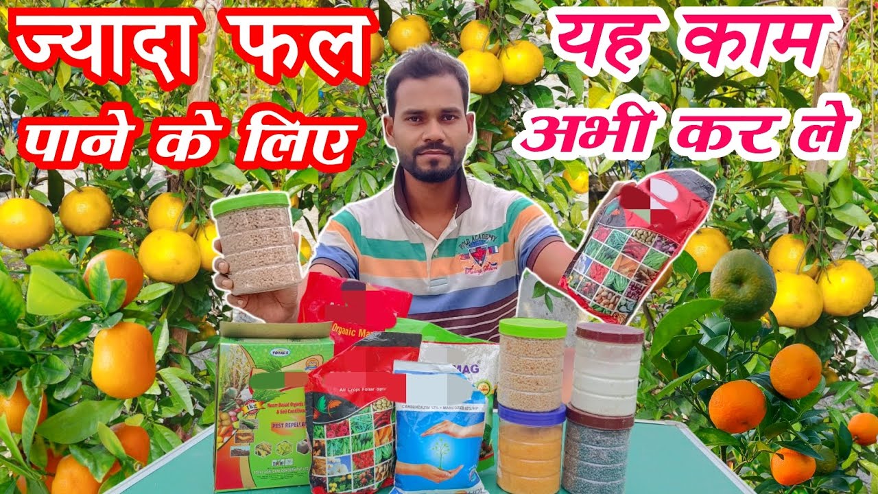 Best Organic Fertilizer For Citrus Plants l Citrus Plant Care Before Dormancy