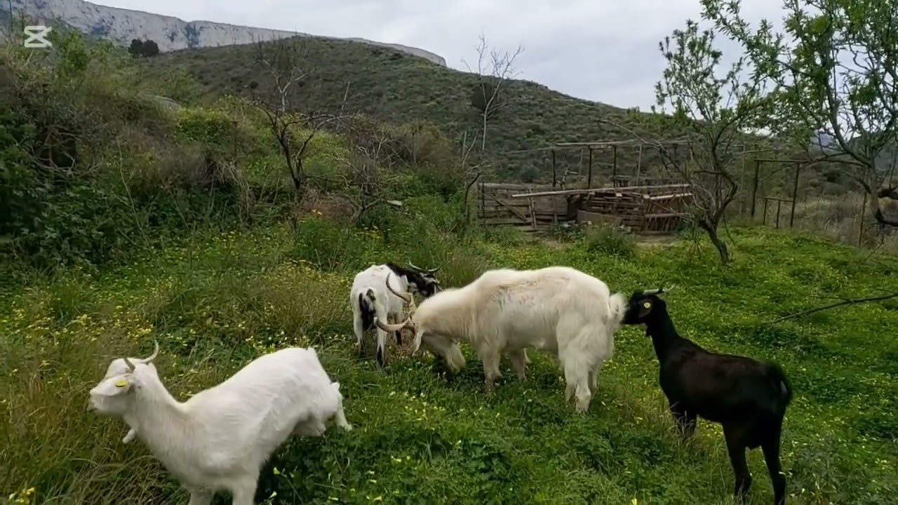 L.M  celtibericas  en su Patio de Primavera 🌸🐐🌾🇪🇸🌳😉