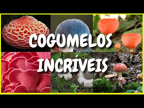 CONHEÇA INCRÍVEIS COGUMELOS COLORIDOS