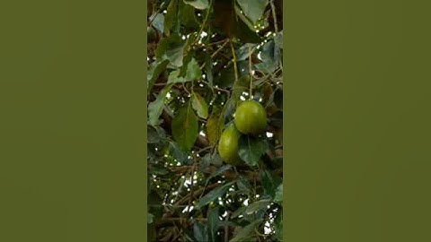 Cây bơ sáp mang lại hiệu quả kinh tế cao#truongnongnghiep#bollywood #caybo