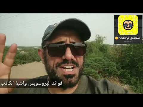 فوائد البروسوبس والتبغ الكاذب والمفروض نزرع ولا نقطع