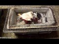 のどぐろの干物を炭火で焼いてみた(倍速)