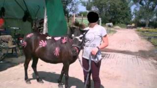 Shetland Pony Über 10 Jahre In Meerbusch