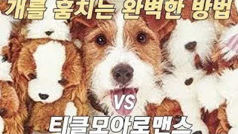 [영화대영화] 개를훔치는완벽한방법 vs 티끌모아로맨스