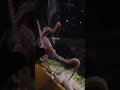 aquarium octopus 🐙