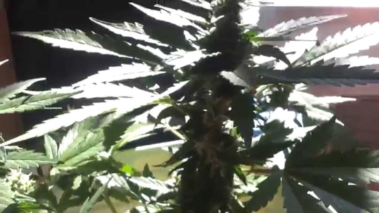 Marihuana Autofloreciente exterior