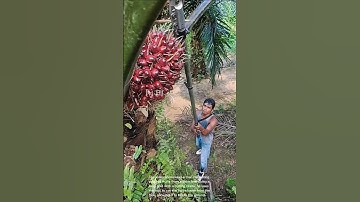 Palm oil harvesting: man cutting palm oil fruits from tree with long pole cutting blade