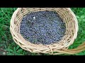 What can i do with juniper berries  lets make smreka  are juniper berries edible  ancient recipe