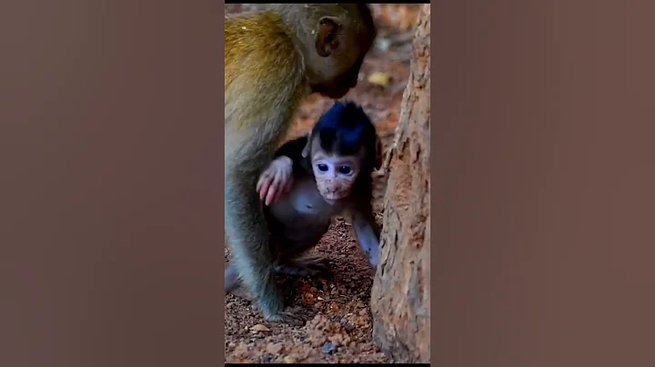 Natural Life Moments of Baby Monkey #babymonkeys #wildlifeentertainment #animals