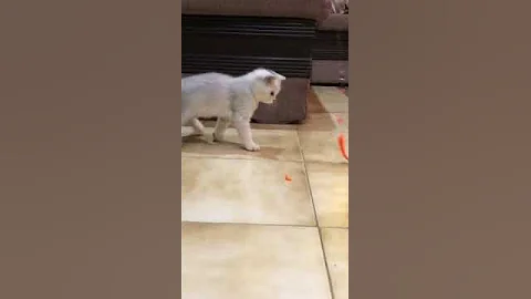 Watch the video about Silver chinchilla british shorthair kitten attacking toy #cute #britishshorthair #kittens #cats