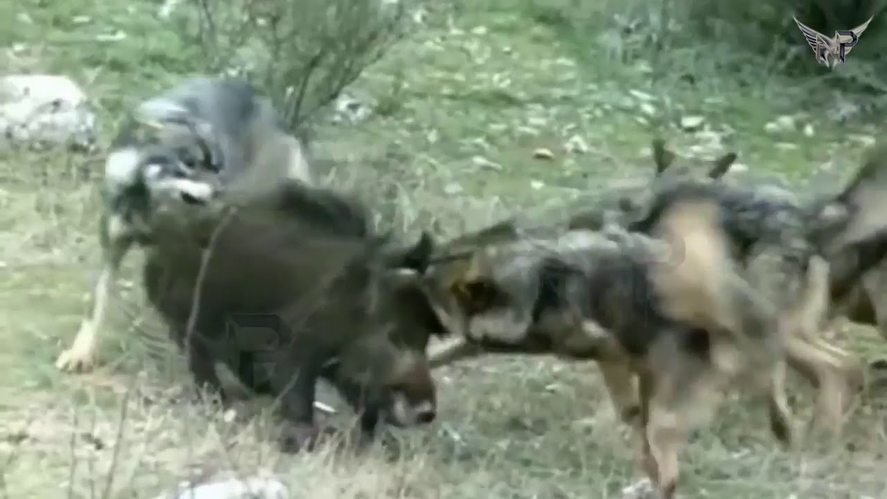 Best Documentary Wolves ATTACK Wild Boar Amazing Hunting Strategy YouTube best-documentary-wolves-attack-wild-boar-amazing-hunting-strategy-youtube