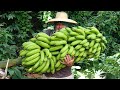 SEGREDO Que NINGUÉM TE CONTA para engrossar as bananas