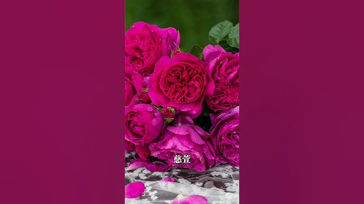 阳台能种什么月季？5款国月不能错过【天狼说月季】 - 天天要闻