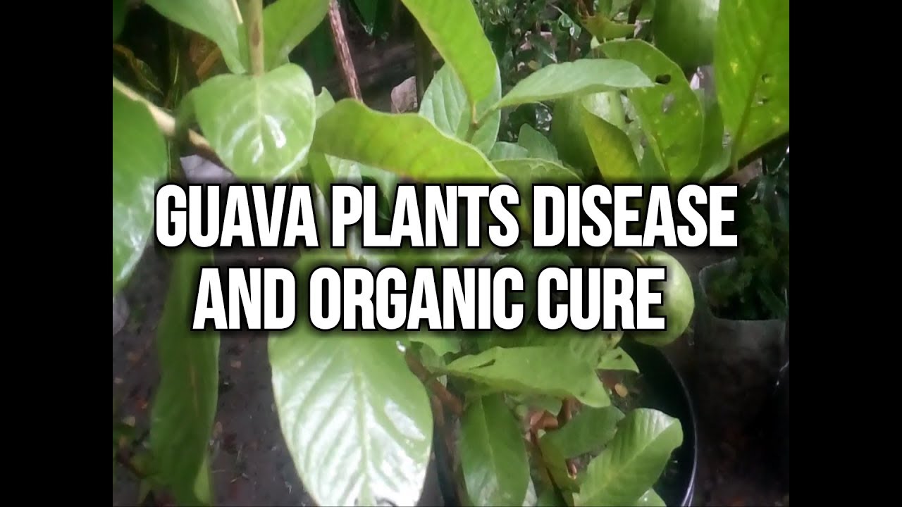 Guava plants disease and cure YouTube