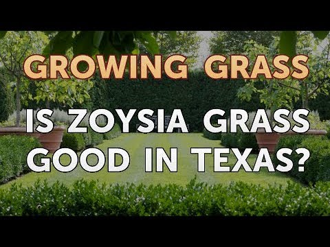 فيديو: هل عشب zoysia ناعم؟