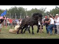 Concurs cu cai de tractiune   proba speciala   Satu Mare, Bucovina 22 August 2021