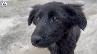 Lost Black Puppy Found in Our street 🐾 #doglovers #streetdog #dog #blackdog #shortvideo #shorts
