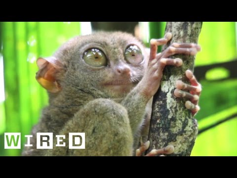 Absurd Creatures | The Tarsier Leaps Like a Superhero, Looks Like Yoda