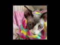 Why Choose a Sphynx Cat?😻 4 minutes of cuteness🥰