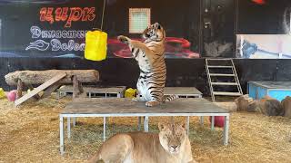 тигрица Кира лениво играет канистрой