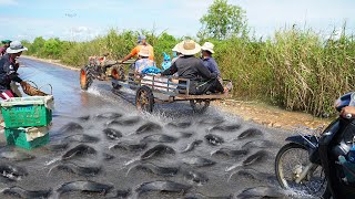 Best Catching &amp; Catfish Crossing on the Road - Amazing Technique Fishing 2022