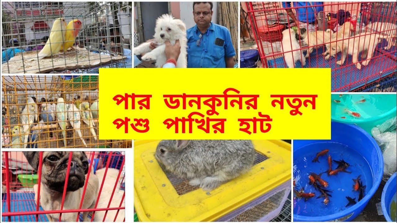 Pardankuni pet market l cheapest price l Hooghly pet market l recent