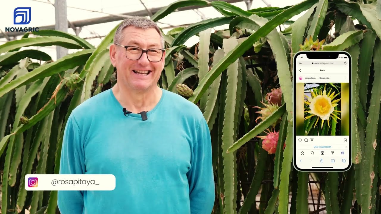 Cultivo de PITAYA en invernadero 🌵 La historia de éxito de un agricultor en España
