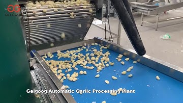 Fully Automatic Dried Garlic Peeling Processing Plant Youtube Video
