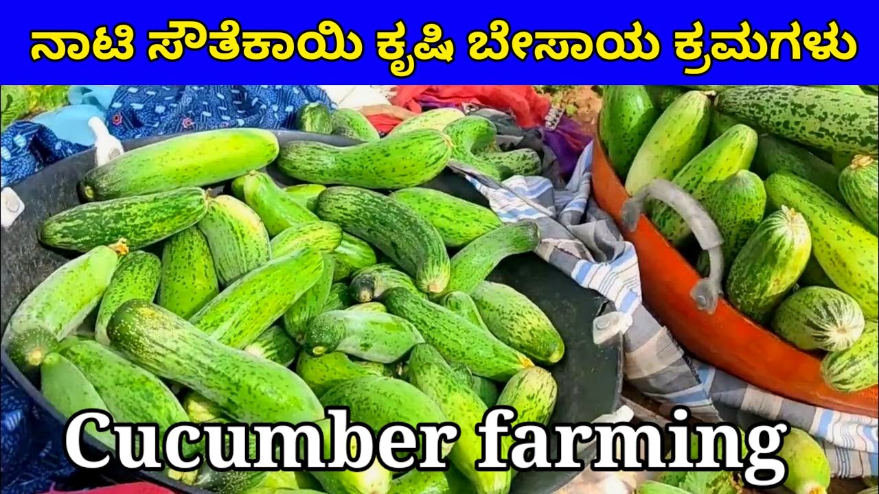 ನಾಟಿ ಸೌತೆಕಾಯಿ ಬೆಳೆ. Cucumber cultivation Southekayi krushi. cucumber farming in kannada. ಸೌತೆಕಾಯಿ.