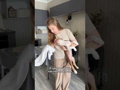Ну а на самом деле, у нас сладкая булочка, и мы на него не орём😄#собака #амбулли #ссора