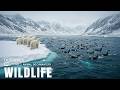 Arctic Sea  | The Frozen World That Shapes Earth’s Balance | 4K Documentary