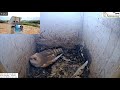 Noisy annoying Myna wake up the little one from sleep|  Barn Owl Israel Cam 4|תנשמות|