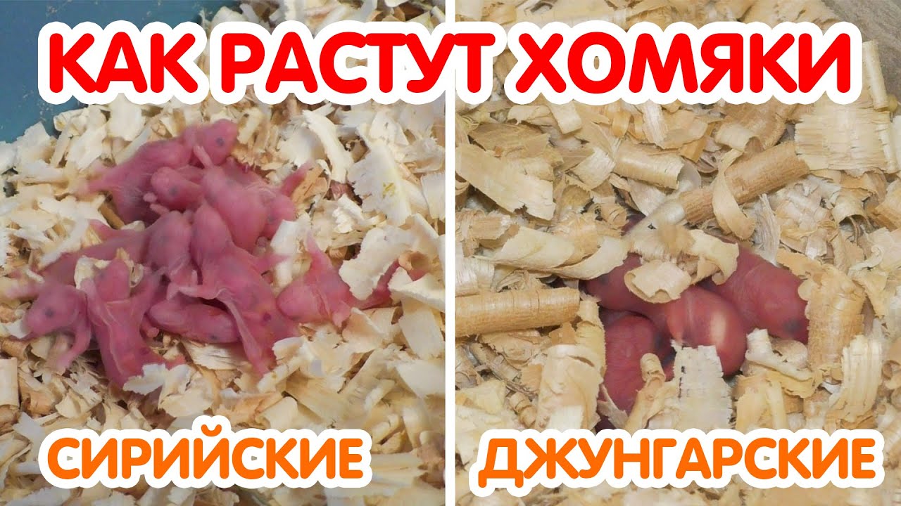Как растут хомяки - джунгарские и сирийские хомяки от 1 дня до месяца