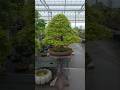Maple Bonsai for you🌳#bonsai #fyp #nature #garden #beautiful