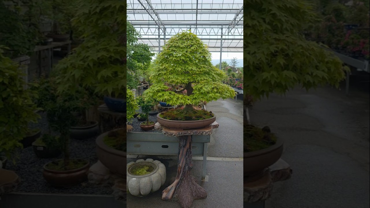 Maple Bonsai for you🌳#bonsai #fyp #nature #garden #beautiful
