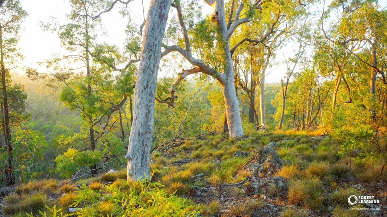 Australian Dry Eucalypt forest sounds - (30 seconds)