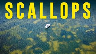How to CATCH, CLEAN, COOK, Florida Bay Scallops!! **Bonus - Gulf Sea Urchin/Uni Taste Test**