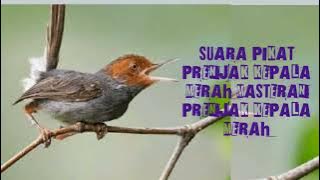 Suara Pikat Prenjak Kepala Merah Paling Ampuh|Masteran Prenjak Kepala Merah