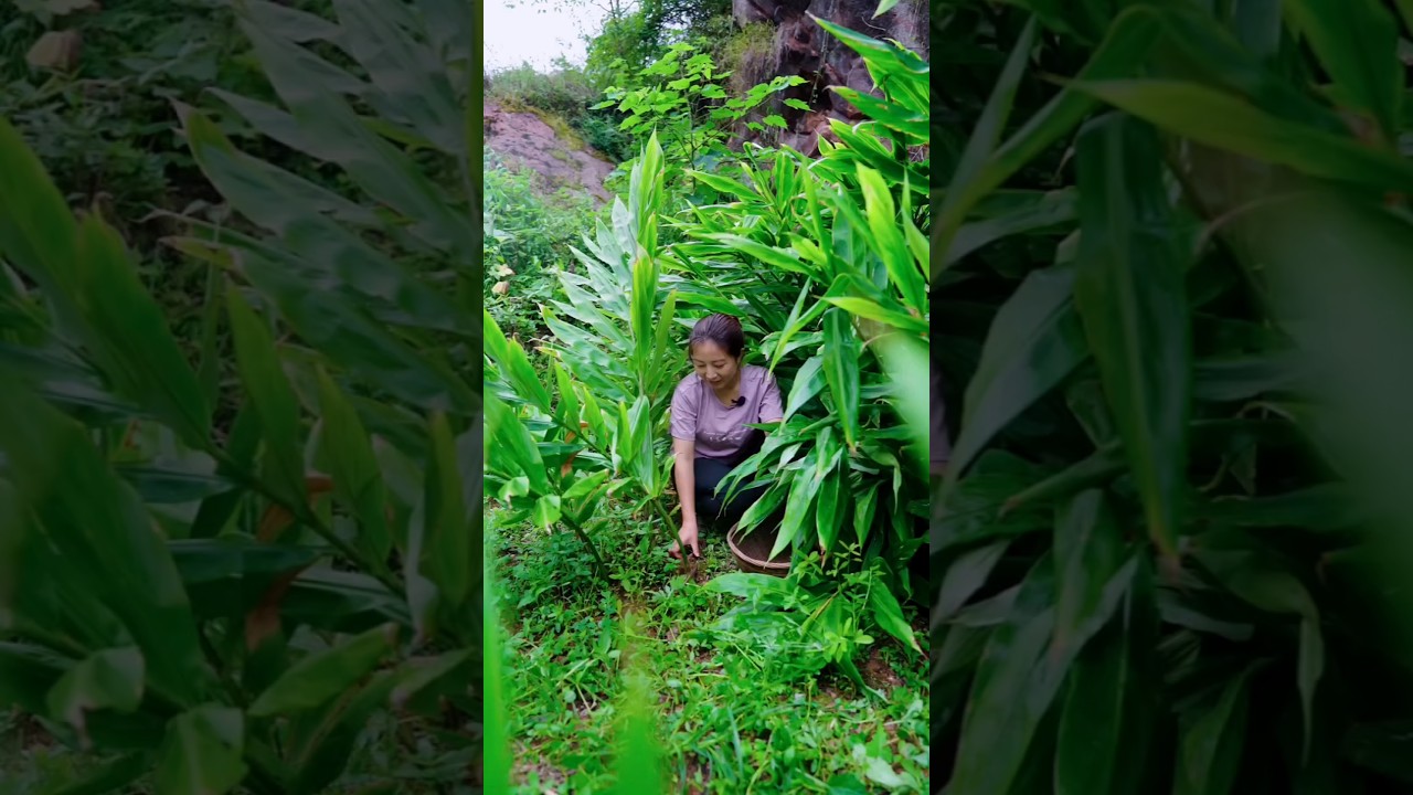 Collection vegetables in the field. 